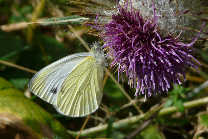 Pieris mannii? No,  Pieris napi